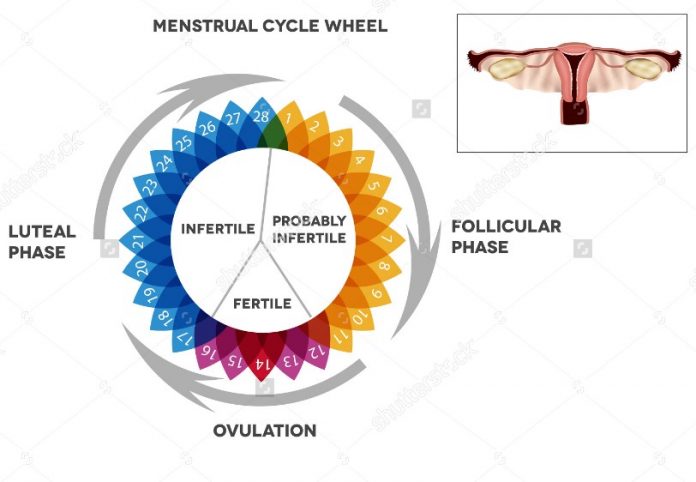 Di jelaskan bagaimana Tahapan Proses Terjadinya Menstruasi pada Wanita