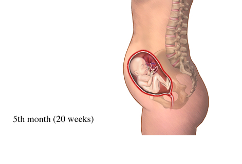 Ukuran Bayi 5 Bulan Dalam Kandungan Berbagai Ukuran