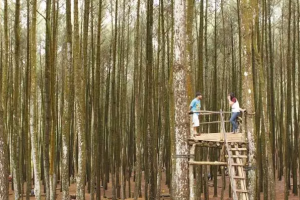 Alamat Hutan Pinus Mangunan Bantul